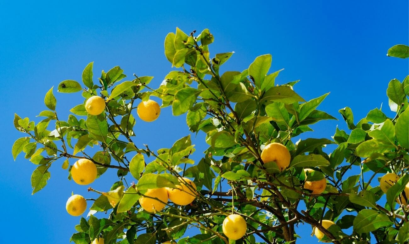 lemon tree
lemon essential oil
essential oil
fragrance
stress
anxiety