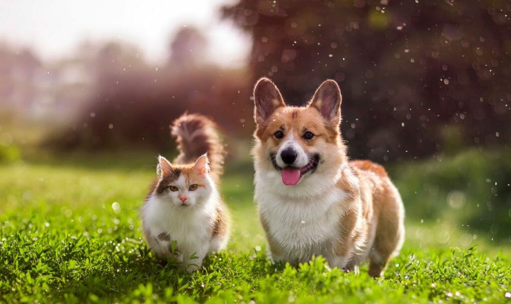 How To Take Care Of Your Pets In The Monsoon?