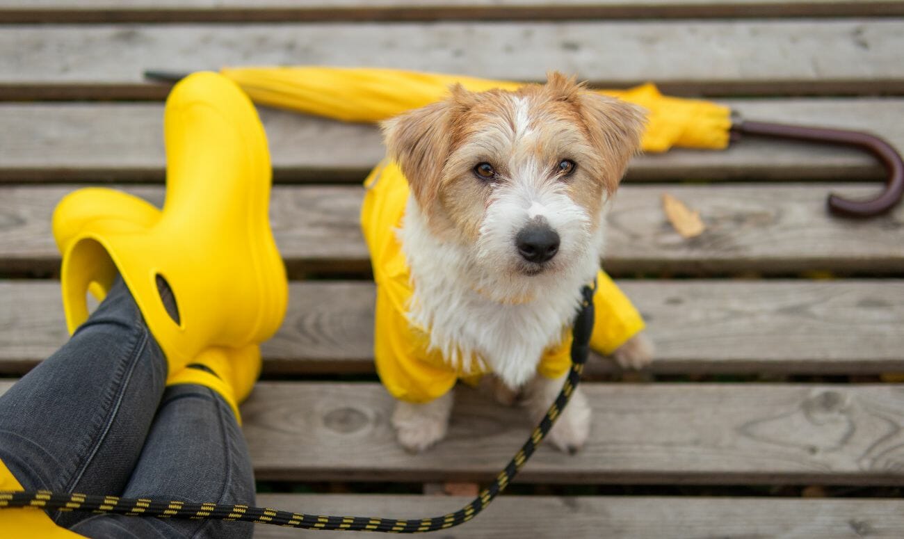 how-to-take-care-of-your-pets-in-the-monsoon-featured-image-1