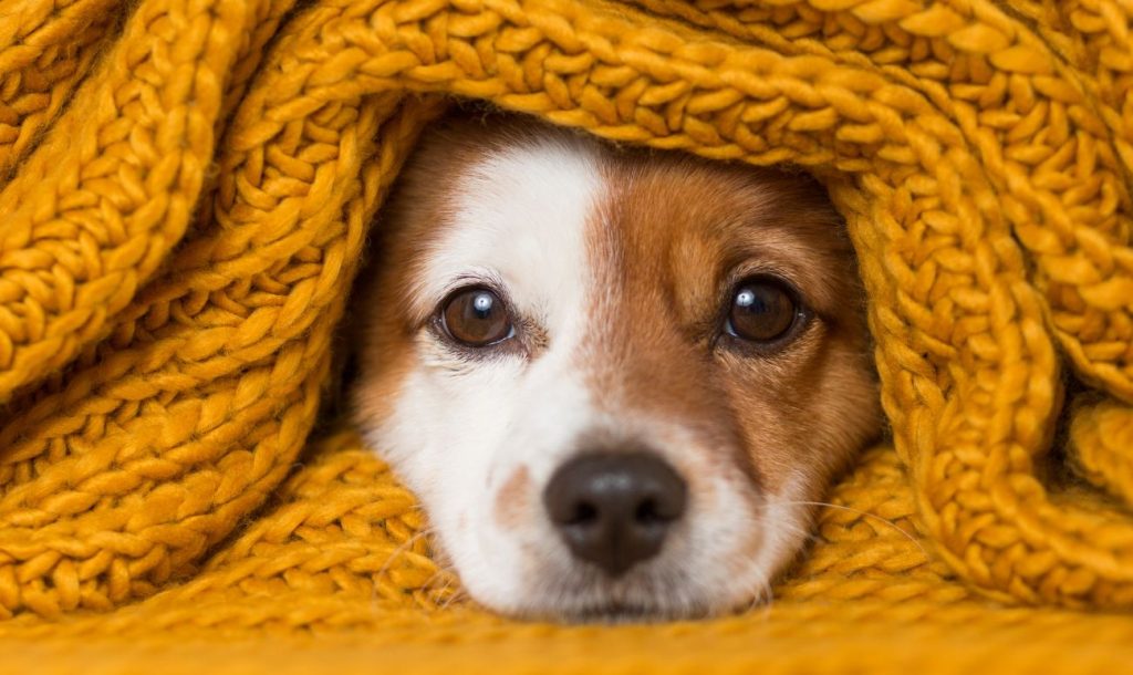 How To Take Care of Your Pets This Winter 