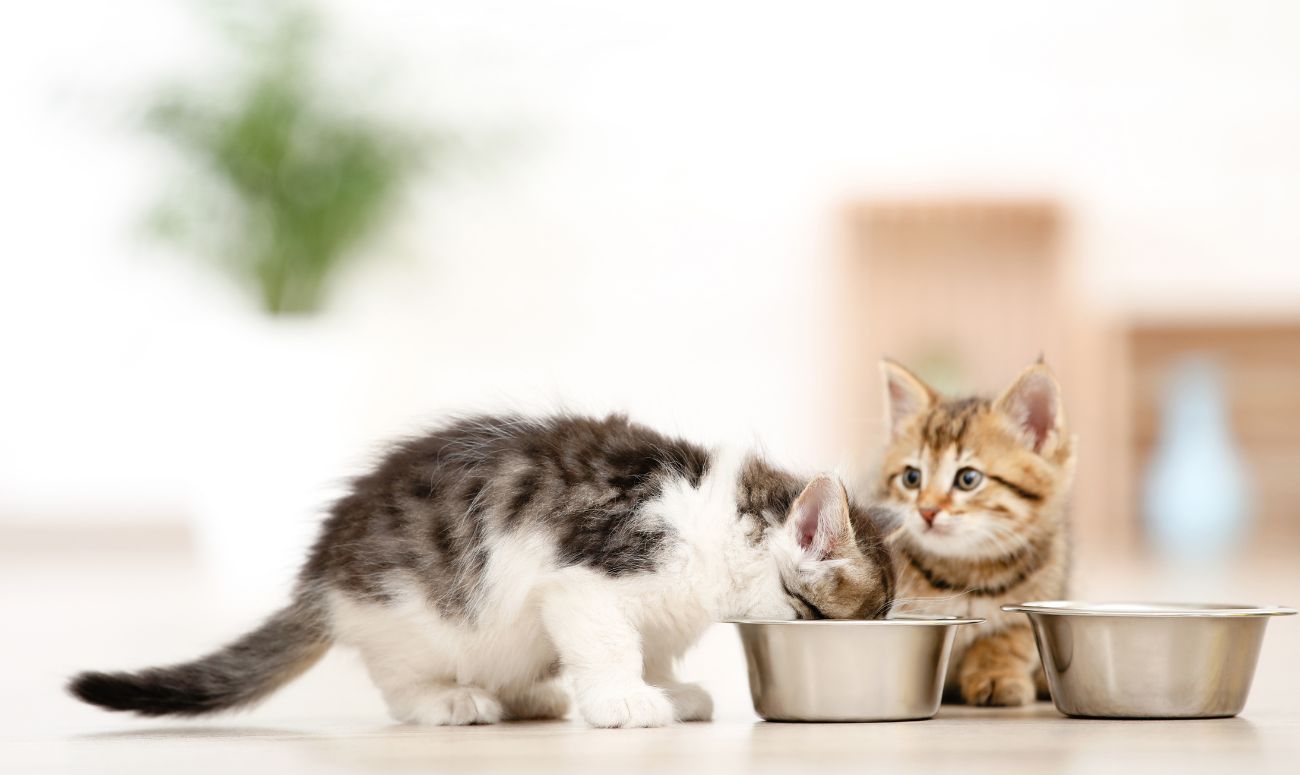 how-to-take-care-of-pets-during-winter-feeding-pets-image