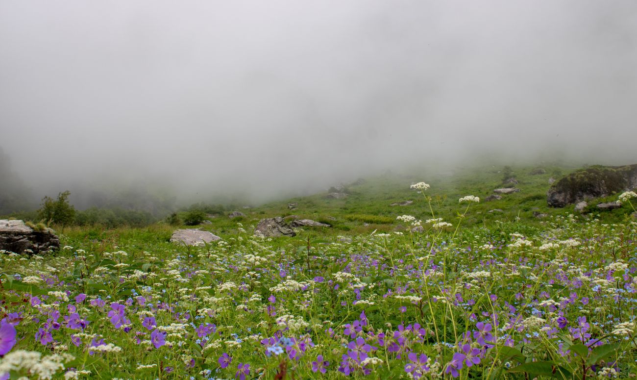 long-weekends-2023-valley-of-flowers-image