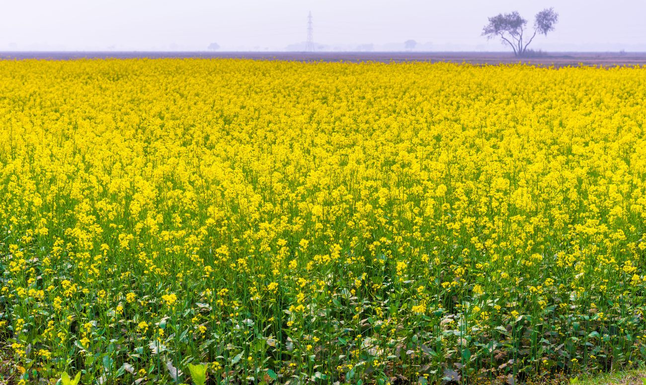 mustard-oil-in-bengali-food-mustard-field-image