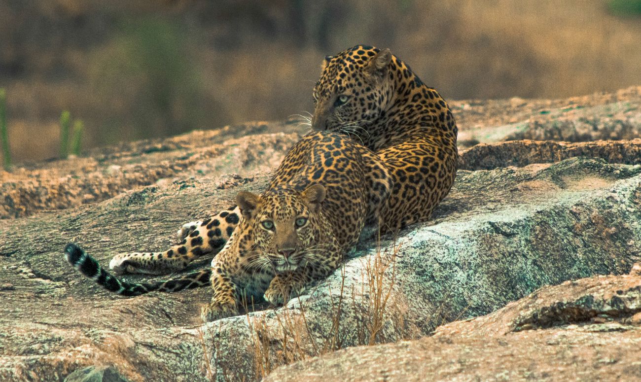 rajasthan-mindful-destination-jhalana-leopard-reserve-image