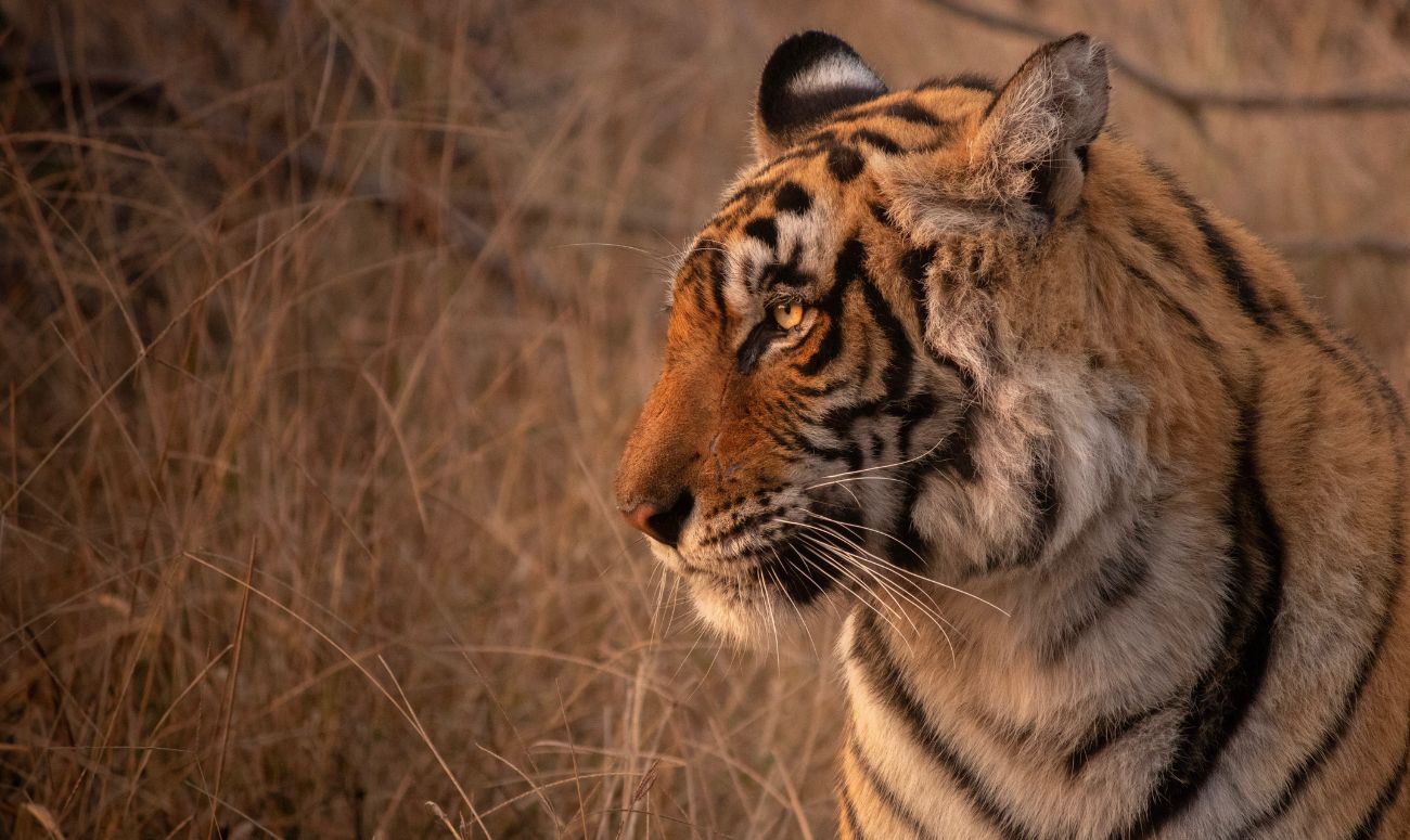 rajasthan-mindful-destination-ranthambore-image