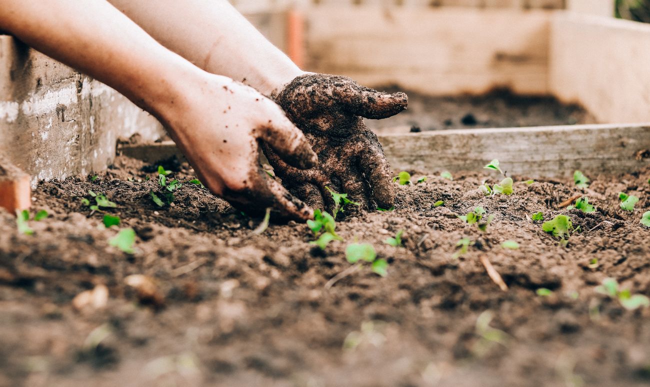 start-your-own-garden-image-1