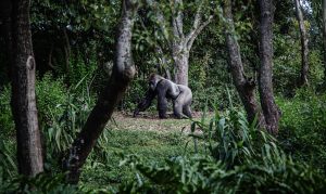 10 Most Wondrous Wildlife Sanctuaries Around The World 10 Most Wondrous Wildlife Sanctuaries Around The World