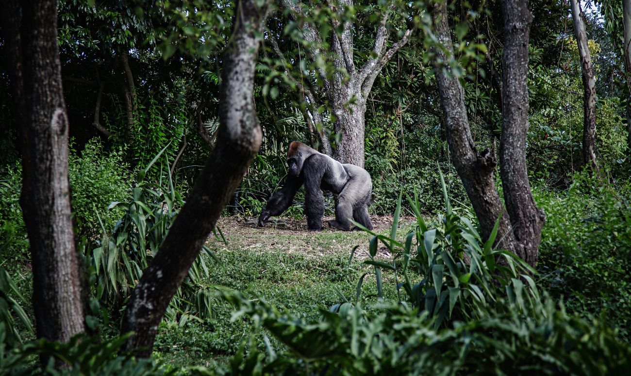wildlife-sanctuaries-around-the-world-gorilla-image