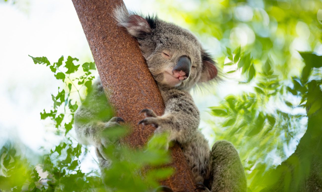 wildlife-sanctuaries-around-the-world-koala-image