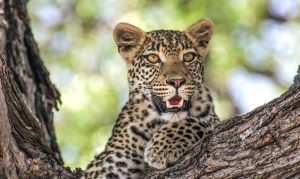10 Most Wondrous Wildlife Sanctuaries Around The World 10 Most Wondrous Wildlife Sanctuaries Around The World