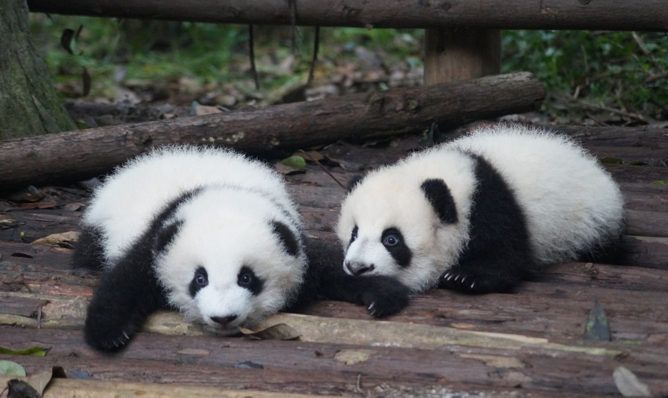 wildlife-sanctuaries-around-the-world-panda-image
