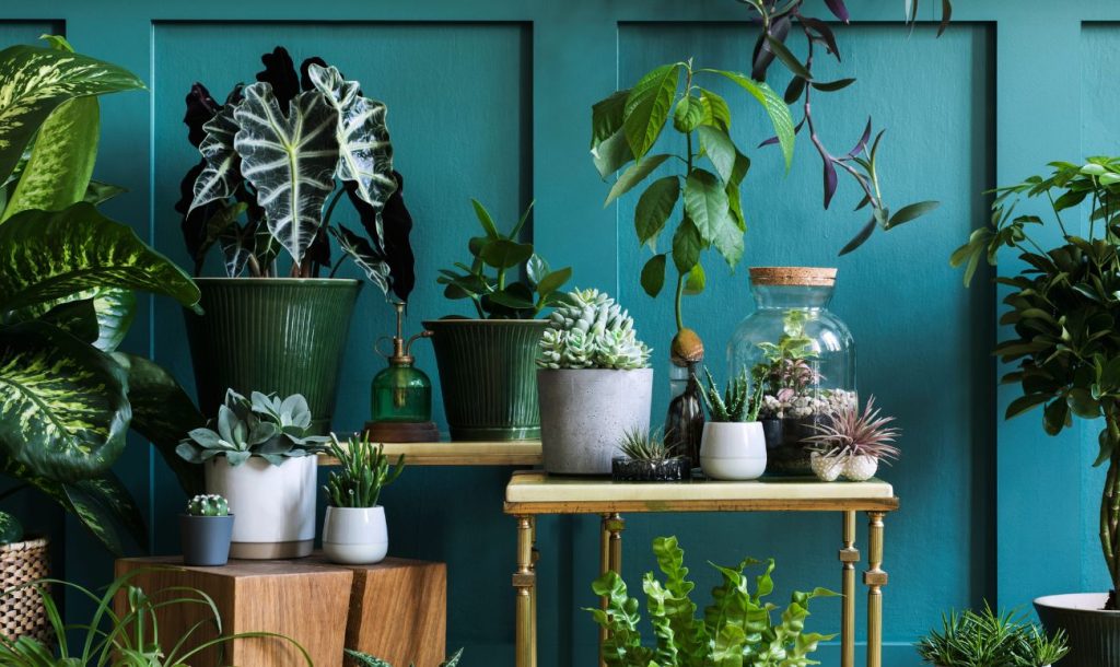 7 Best Indoor Plants To Improve Your Health And Home 
