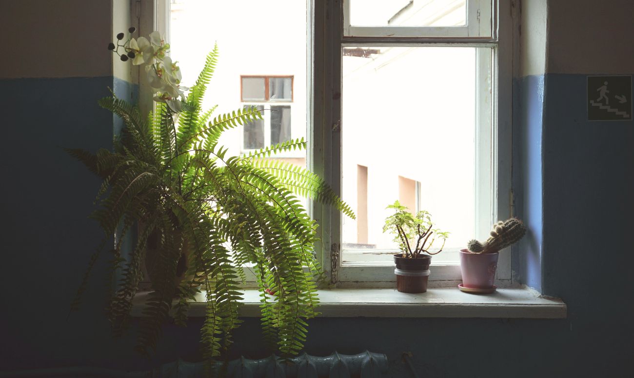 best-indoor-plants-fern-plant-image
