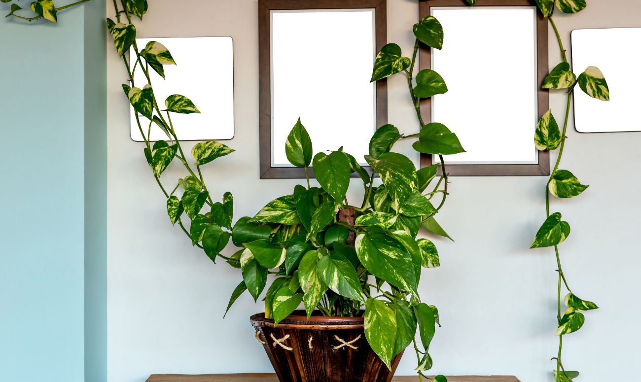 best indoor plants money plant image
