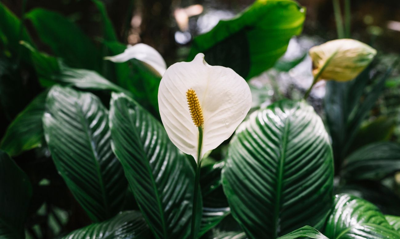 best-indoor-plants-peace-lily-plant-image