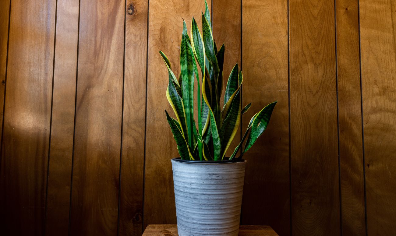 best-indoor-plants-snake-plant-image