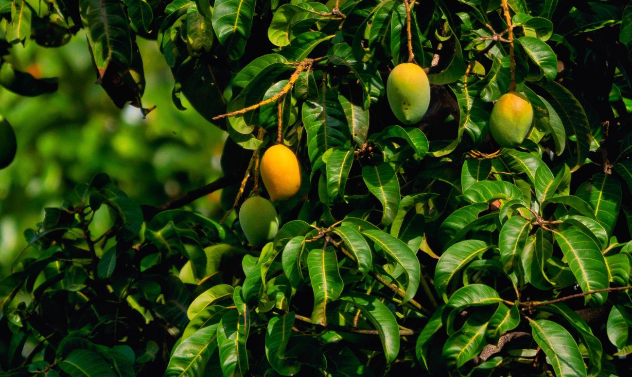 different-kinds-of-mangoes-inside-image-2