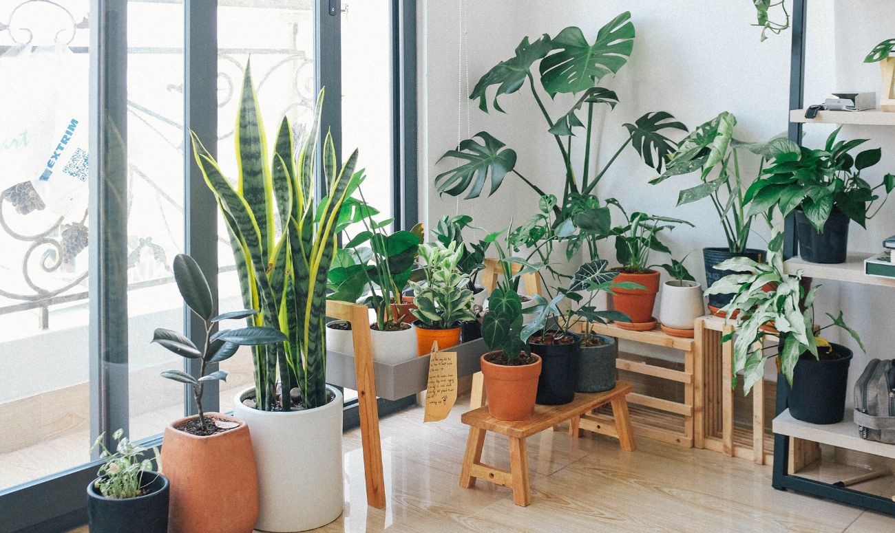 how-to-take-care-of-yourself-in-the-summer-indoor-plants-image