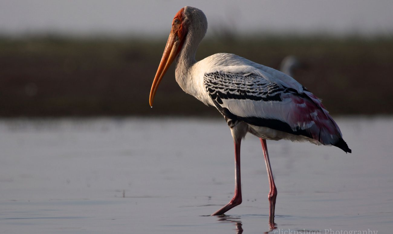 maharashtra-wellness-destination-bhigwan-bird-sanctuary-image