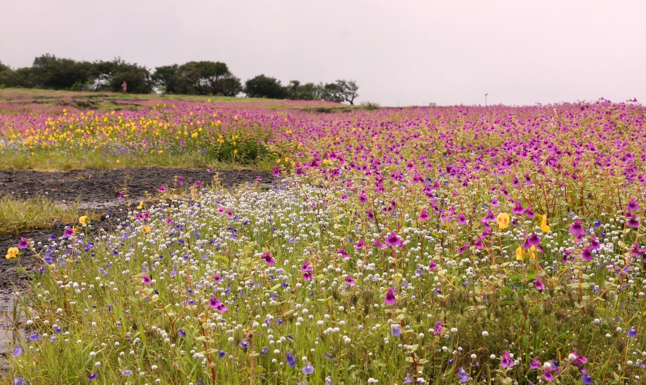 maharashtra-wellness-destination-kaas-plateau-image-1