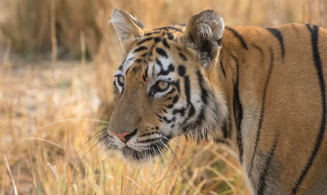 maharashtra-wellness-destination-tadoba-national-park-image