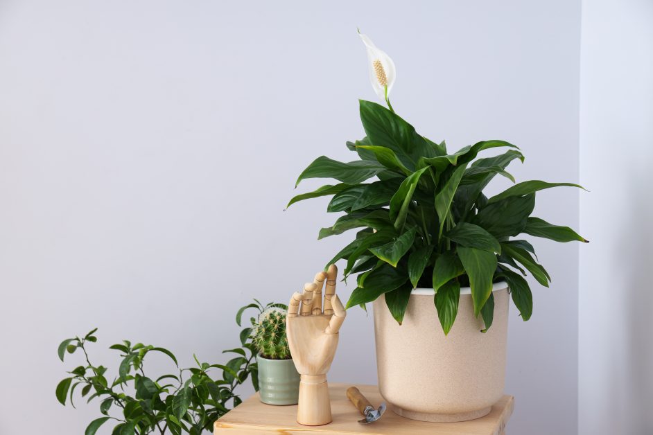 peace lily plant mybageecha