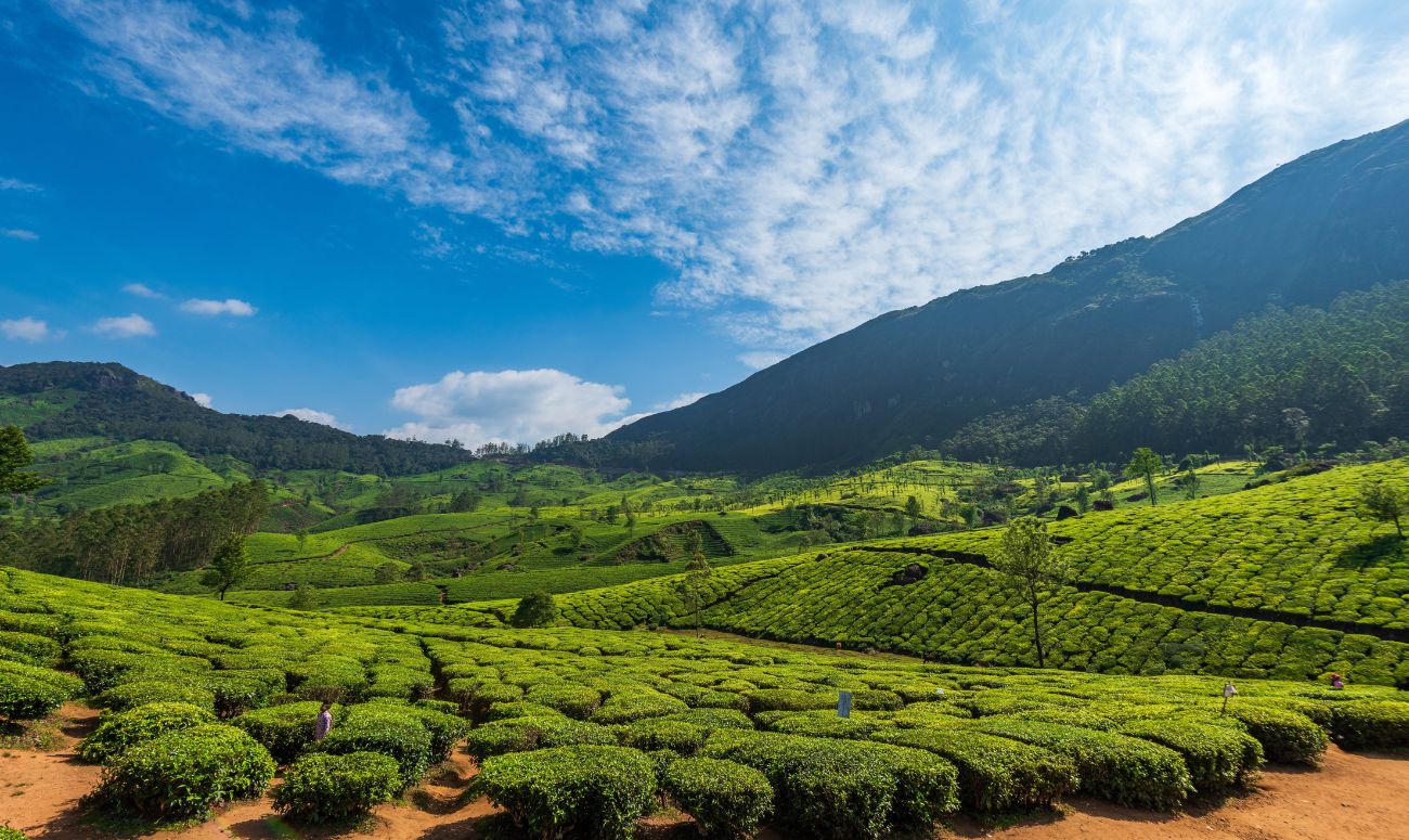 kerala-wellness-vacation-idukki-tea-plantation-image